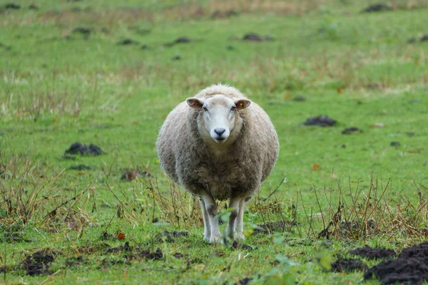 Овцы Meadow Германии — стоковое фото