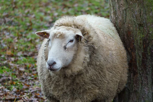 Moutons Sur Une Prairie Allemagne — Photo