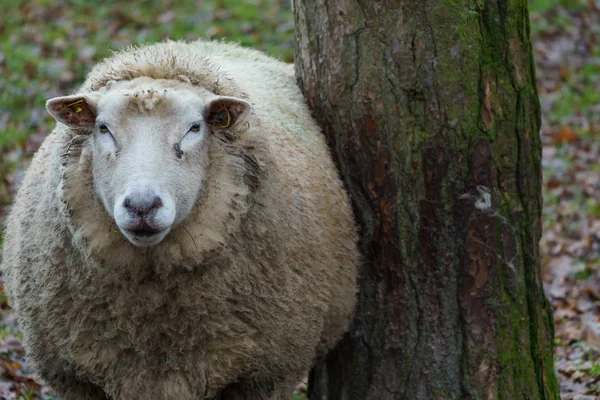 Moutons Sur Une Prairie Allemagne — Photo