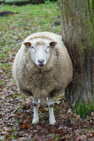 Moutons Sur Une Prairie Allemagne — Photo