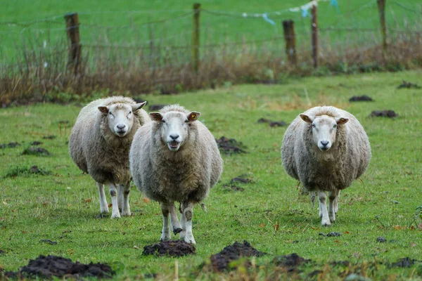 Schapen Een Weide Duitsland — Stockfoto