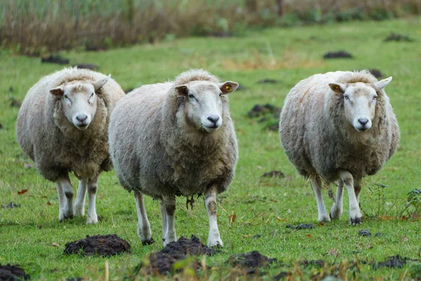 Schafe Auf Einer Wiese Deutschland — Stockfoto