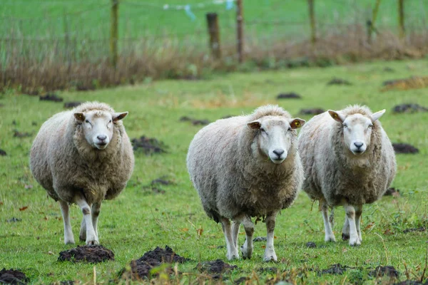 Sheeps Meadow Germany — Stock Photo, Image