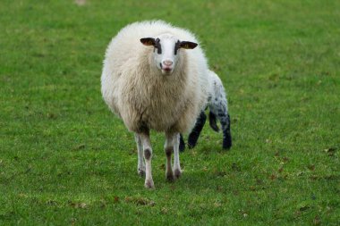 Alman muensterland 'inde koyun ve eski evler