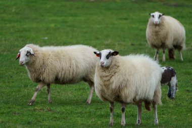 Alman muensterland 'inde koyun ve eski evler