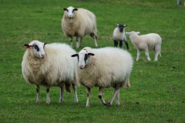 Alman muensterland 'inde koyunlar ve kuzular