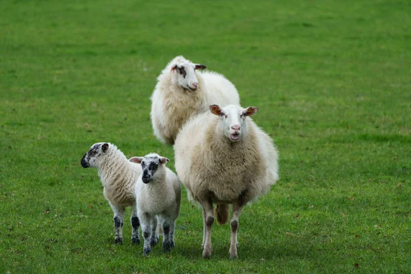 Schafe Und Alte Häuser Münsterland — Stockfoto