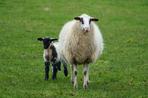 Moutons Vieilles Maisons Dans Muensterland Allemand — Photo