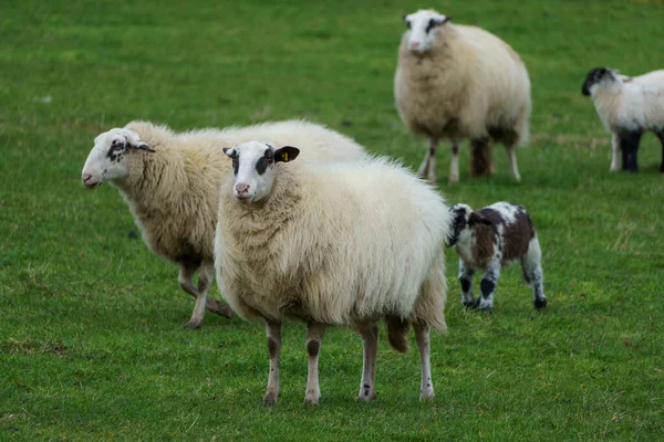 sheep and old houses in the german muensterland