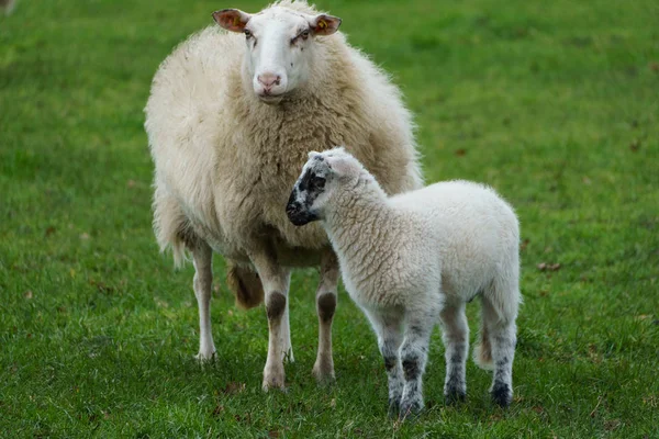 Ovelhas Cordeiros Muensterland Alemão — Fotografia de Stock