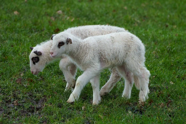 Får Och Lamm Det Tyska Muensterland — Stockfoto