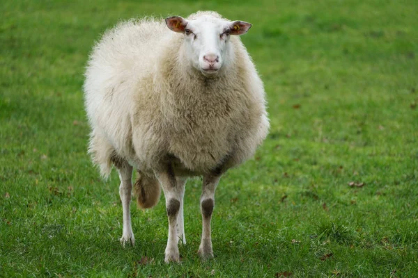 Moutons Agneaux Dans Pays Des Moutons Allemand — Photo
