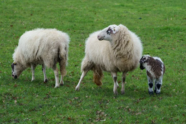 Alman Muensterland Inde Koyunlar Kuzular — Stok fotoğraf