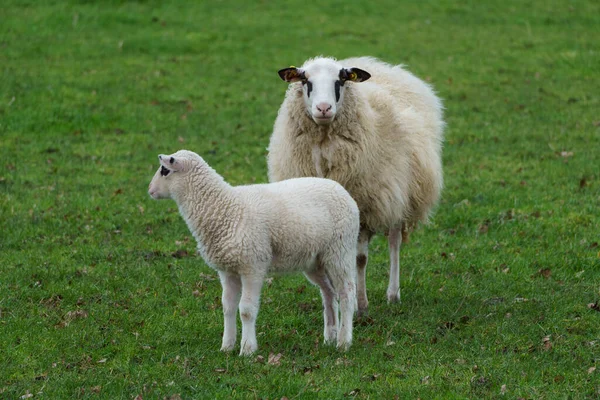 ドイツのミューンスターランドにある羊や子羊は — ストック写真