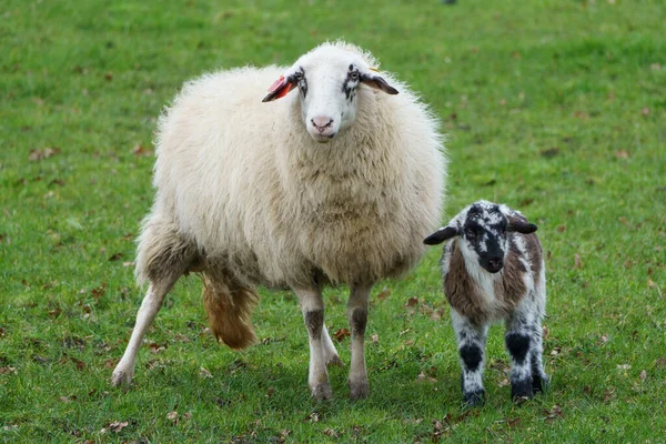 Sheeps Lambs German Muensterland — Stock Photo, Image