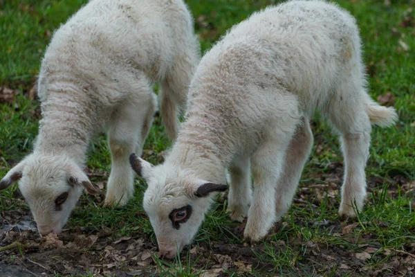 Sheeps Lambs German Muensterland — Stock Photo, Image