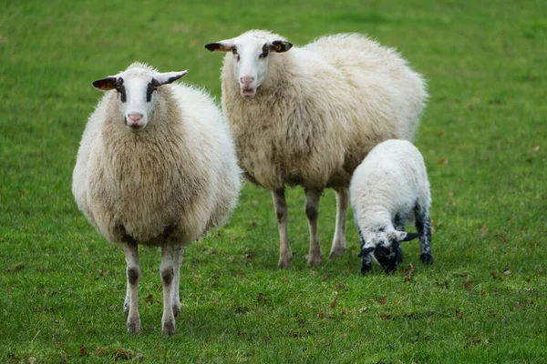 Alman Muensterland Inde Koyunlar Kuzular — Stok fotoğraf
