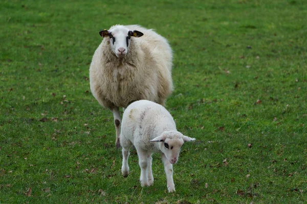 Får Och Lamm Det Tyska Muensterland — Stockfoto