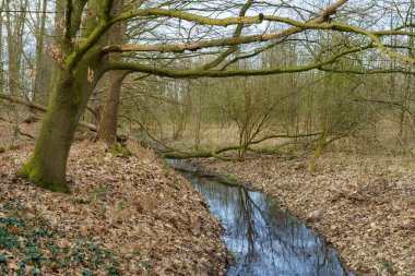 Alman Muensterland 'inde bahar vakti güneşli bir gün.,