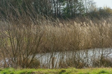 Alman Muensterland 'inde bahar vakti güneşli bir gün.,