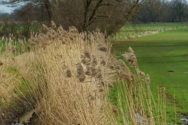 Alman Muensterland 'inde bahar vakti güneşli bir gün.,