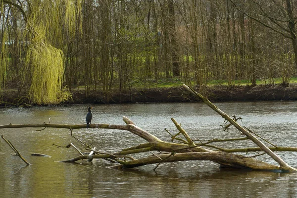 Napsütéses Nap Tavasszal Német Muensterland — Stock Fotó