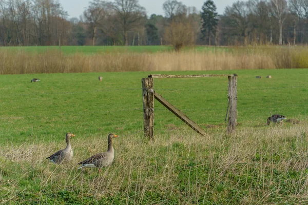 Solig Dag Våren Tyska Muensterland — Stockfoto