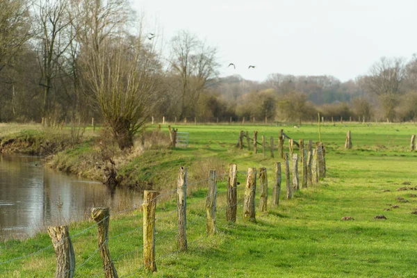 Alman Muensterland Inde Bahar Vakti Güneşli Bir Gün — Stok fotoğraf