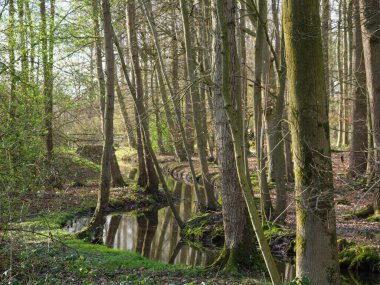 Alman Muensterland 'inde bahar vakti güneşli bir gün.,
