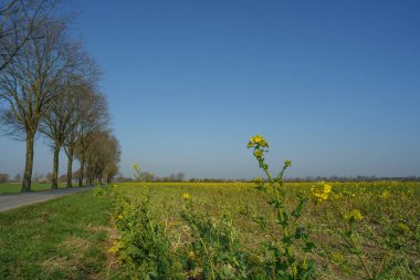 Alman muensterland 'inde bahar zamanı kaleler ve ağaçlar