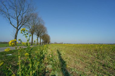 Alman muensterland 'inde bahar zamanı kaleler ve ağaçlar