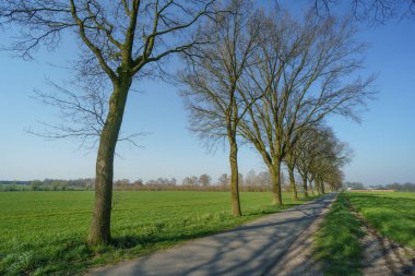 Alman muensterland 'inde bahar zamanı kaleler ve ağaçlar