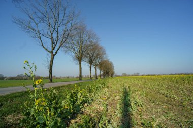 Alman muensterland 'inde bahar zamanı kaleler ve ağaçlar