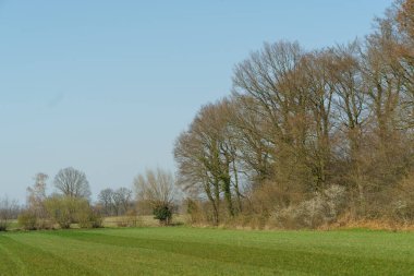 Alman muensterland 'inde bahar zamanı kaleler ve ağaçlar