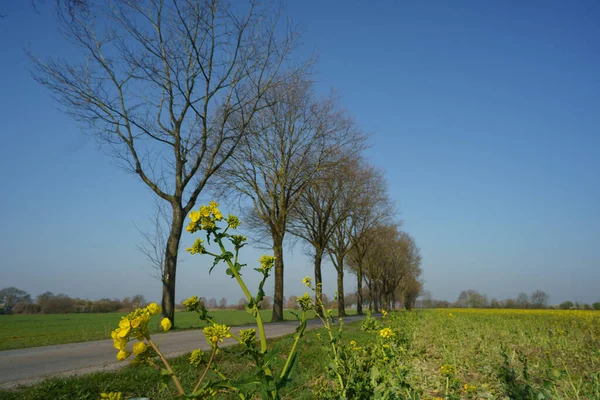 Schlösser Und Bäume Zur Frühlingszeit Münsterland — Stockfoto