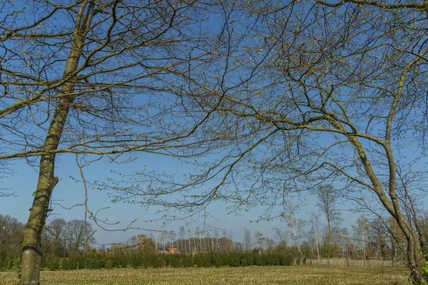 ドイツのミュンスターランドでは春に城や木が — ストック写真