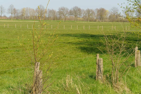 Schlösser Und Bäume Zur Frühlingszeit Münsterland — Stockfoto