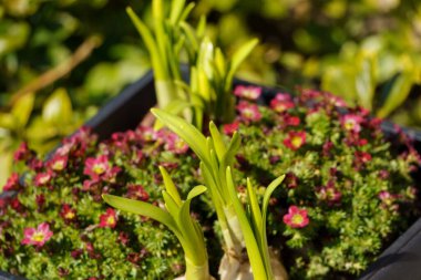 Alman Muensterland 'inde bahar geldi.