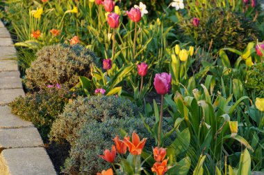 Alman Muensterland 'inde bahar geldi.