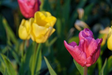 Alman Muensterland 'inde bahar geldi.