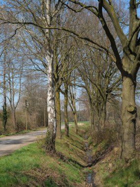 Alman Muensterland 'inde bahar geldi.