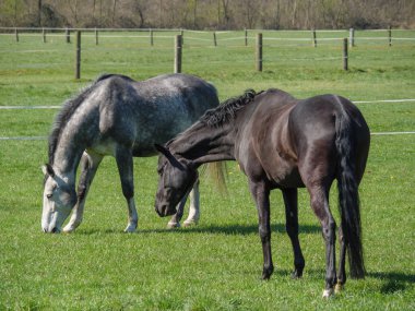 Alman Muensterland 'inde bahar geldi.