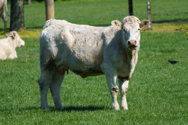 Alman Muensterland 'inde bahar geldi.