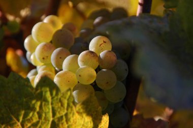 Alman Pfalz 'ında sonbahar