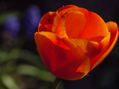 Alman Muensterland 'inde bahar geldi.