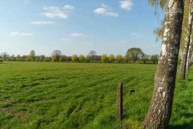 Alman Muensterland 'inde bahar geldi.