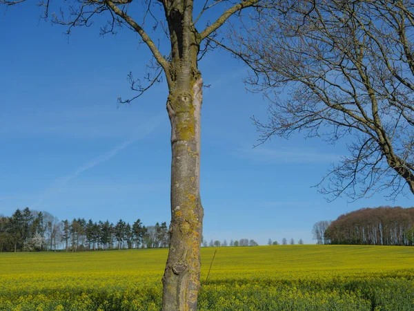 Frühlingszeit Münsterland — Stockfoto