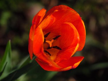 Alman Muensterland 'inde bahar geldi.