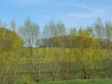 Alman Muensterland 'inde bahar geldi.
