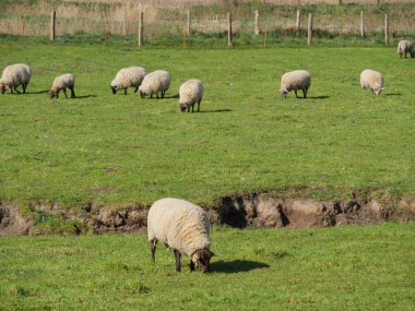 Alman Muensterland 'inde bahar geldi.